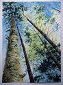 Old Growth, 30x22 inches, pastel, 2000